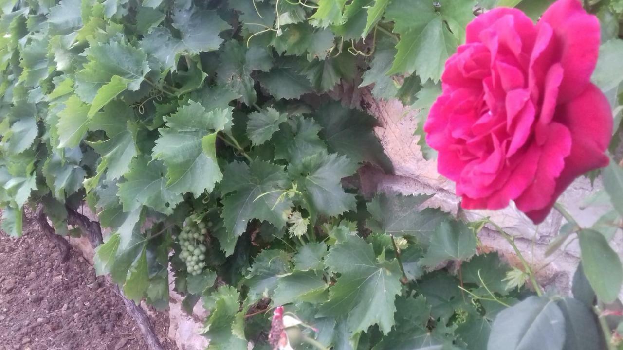Holiday Home Nora**** Loznati Cres Dış mekan fotoğraf